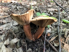 Lactifluus volemus