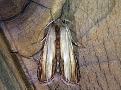 Cucullia convexipennis