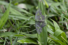 Paramaxates macrocerata