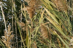 Phylloscopus sindianus lorenzii