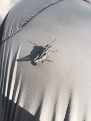 Oedaleus abruptus