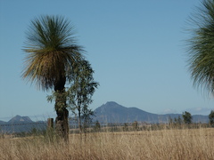 Xanthorrhoea glauca