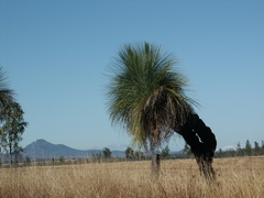 Xanthorrhoea glauca