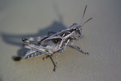 Oedaleus abruptus