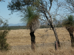 Xanthorrhoea glauca