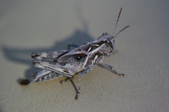 Oedaleus abruptus