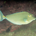 Bluespine Unicornfish - Photo (c) David R, some rights reserved (CC BY-NC), uploaded by David R