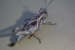 Oedaleus abruptus
