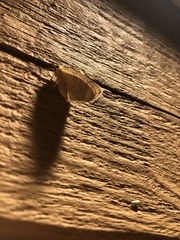 Glaphyria sesquistrialis