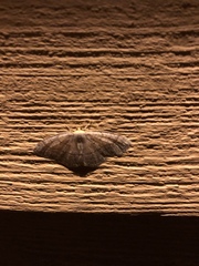 Glaphyria sesquistrialis