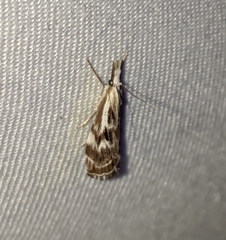 Catoptria oregonicus