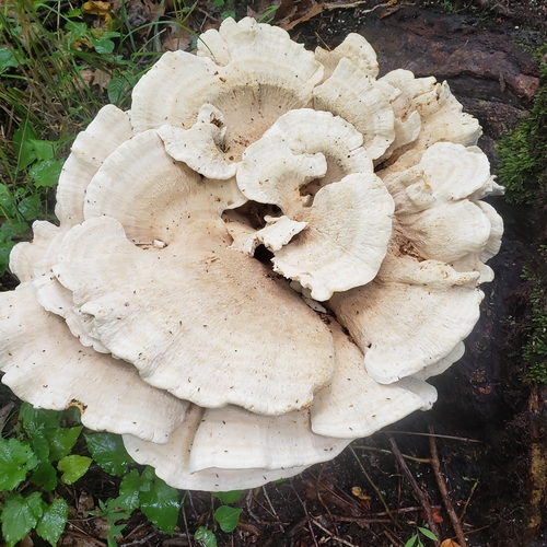 Berkeley's Polypore