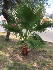Washingtonia robusta