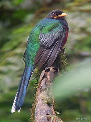 Apaloderma vittatum