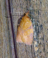 Cenopis diluticostana