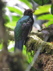 Apaloderma vittatum
