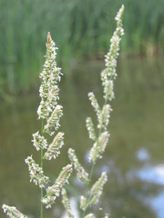 Beckmannia eruciformis