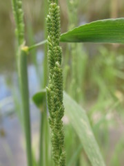 Beckmannia eruciformis