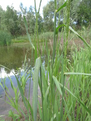 Beckmannia eruciformis