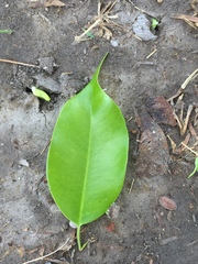 Ficus benjamina