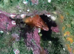 Pseudolabrus luculentus