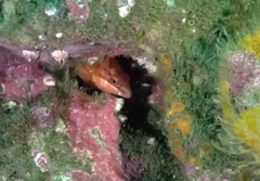 Pseudolabrus luculentus