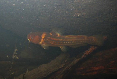 Genus Pseudobagrus · iNaturalist