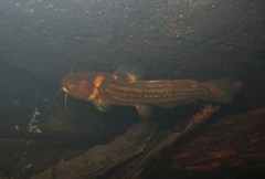 Tachysurus trilineatus