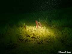 Polymastia mamillaris