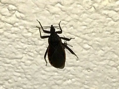 Triatoma rubida