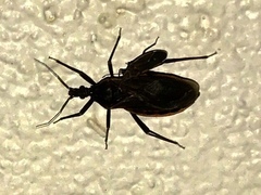 Triatoma rubida