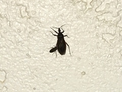 Triatoma rubida