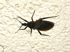 Triatoma rubida