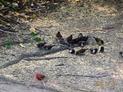 Spermestes bicolor nigriceps