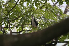 Amaurornis phoenicurus