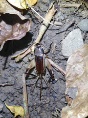 Teleogryllus mitratus