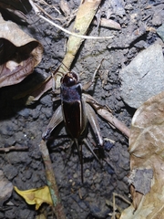 Teleogryllus mitratus