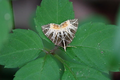 Evecliptopera illitata