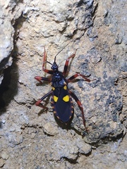 Acanthaspis immodesta