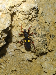 Acanthaspis immodesta