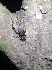 Duolandrevus coulonianus