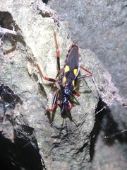 Acanthaspis immodesta