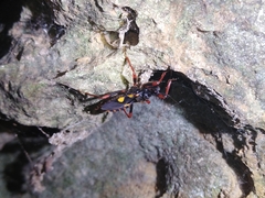 Acanthaspis immodesta