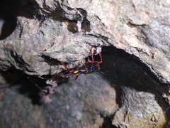 Acanthaspis immodesta