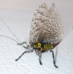 Cymatomera denticollis