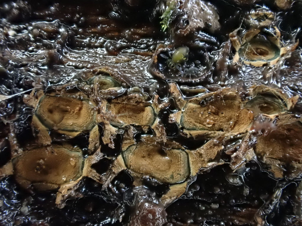 Mellitiosporiella