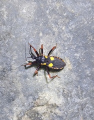 Acanthaspis immodesta