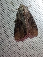 Lateroligia ophiogramma