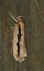 Eulechria xeropterella