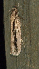 Eulechria xeropterella